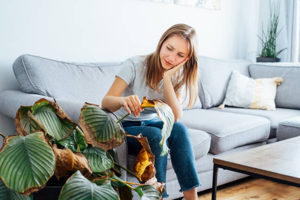 junge verärgerte, traurige frau, die getrocknetes totes laub ihrer hauspflanze calathea untersucht. zimmerpflanzenkrankheiten. krankheiten störungen identifizierung und behandlung, zimmerpflanzen sonnenbrand. beschädigte blätter - abgestorbene pflanze stock-fotos und bilder