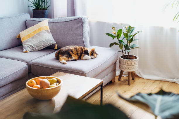 多くの温室植物を持つリビングルームのモダンなスカンジナビアのインテリアの灰色のソファで寝ている多色の猫のペット。バイオフィリアスタイル。居心地の良い、ヒュッゲホームインテ� - vehicle interior green sofa indoors ストックフォトと画像