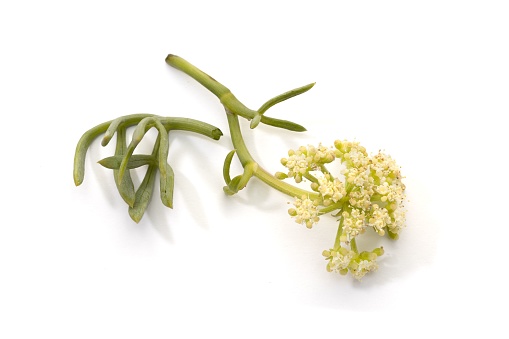 Crithmum maritimum isolated on white background. Fresh Sea fennel or Rock Samphire twig with flowers and leaves