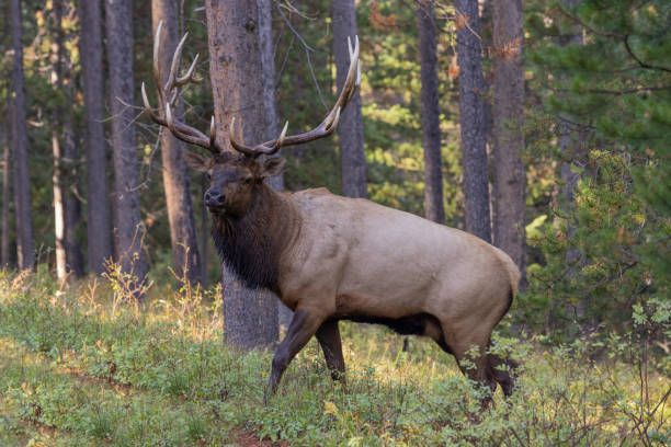 istock Bull Elk in Autumn in Wyoming 1437974550