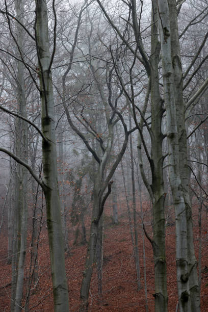 istock silver-beech tree trunks against the dry leaves 1437975147