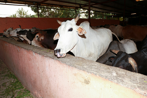 Hungry cows in a row portrait with a wide angle lens in dairy farm.