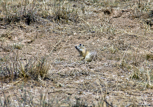 Medium size rodent that lives in underground colonies