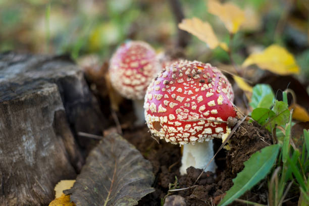 istock Fly agaric, forest mushroom in autumn day. 1437976457