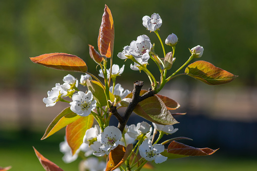 Pyrus pyrifolia asian pear white tree flowers in bloom, nashi flowering branches, green fresh leaves