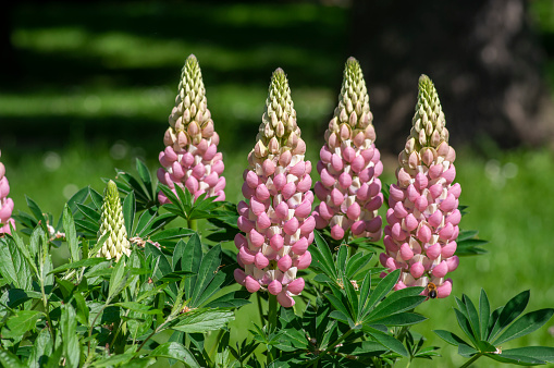 Lupinus polyphyllus large leaved lupine flowers in bloom, white pinke flowering tall ornamental wild plant in sunlight in the garden