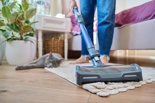 Cleaning house with vacuum cleaner, female with pet cat. Close-up woman legs, vacuum cleaner brush, carpet in room. Cleaning, purity, housework, dust, animal, fluff allergy concept
