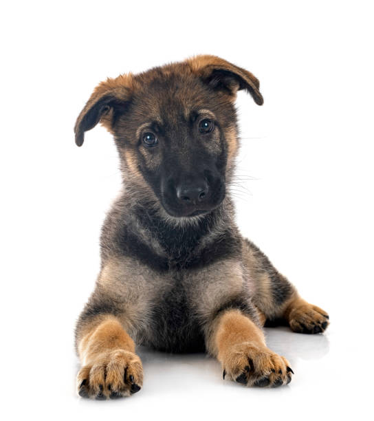 子犬ジャーマンシェパード - german shepherd animal black purebred dog ストックフォトと画像