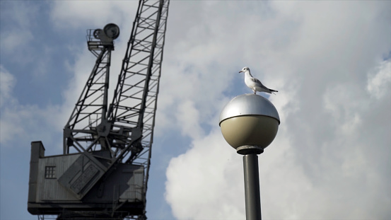 Seagull standing on the street lamp in front of black construction crane. Action. Beautiful white bird on a streetlight with a crane and blue cloudy sky background.