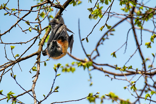 Grey Headed Flying Fox hanging upside down in a tree