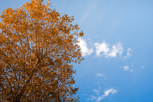 tree in autumn colors with blue sky as background