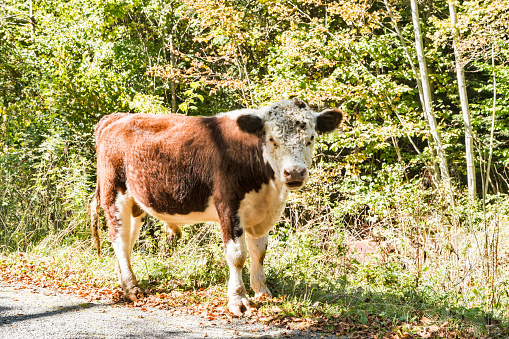 Young calf grazing by country road in sunny autumn day