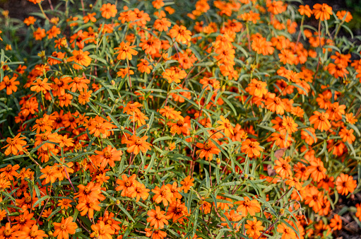 Orange Coreopsis: Late Summer Blossoms in the Backyard Garden
