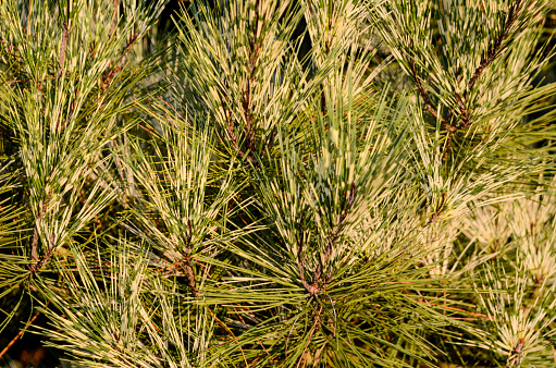 Japanese Red Pine (Pinus densiflora): Late Summer Blossoms in the Backyard Garden