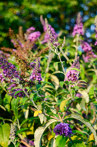 Butterfly Bush Butterfly Bush (Buddleia), Summer lilac: Late Summer Blossoms in the Backyard Garden