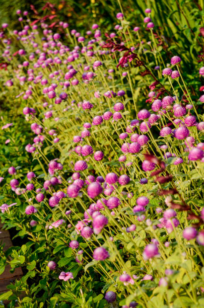 istock Late Summer Blossoms in the Backyard Garden 1437979482