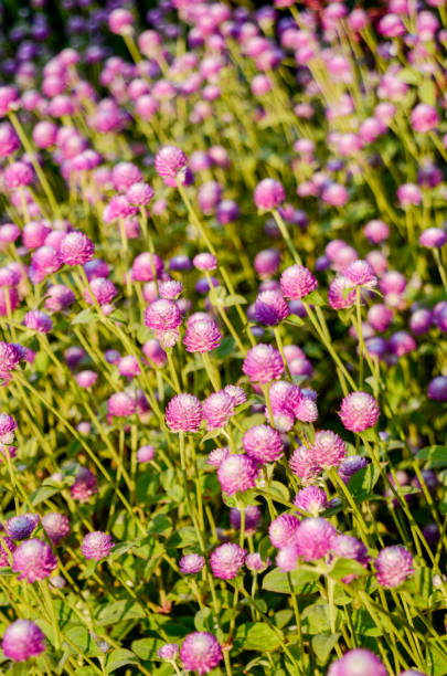 istock Late Summer Blossoms in the Backyard Garden 1437979613