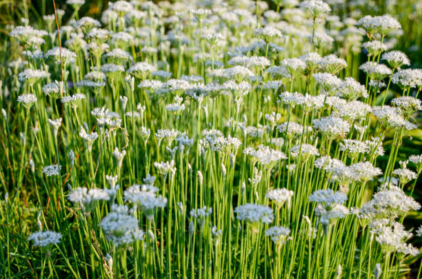 Chinese Chives (Allium tuberosom): Late Summer Blossoms in the Backyard Garden