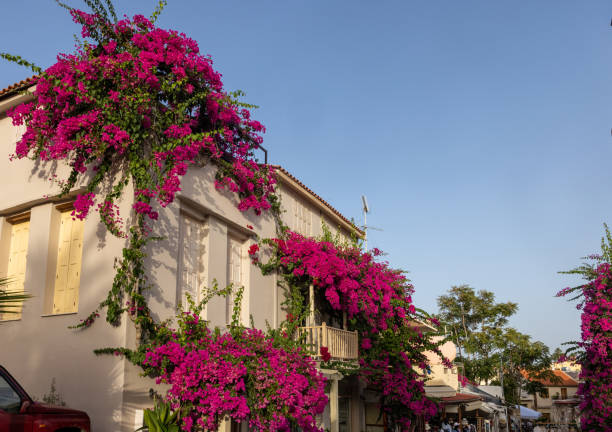 Red bougainvillea climbing on the wall of  house in Rethymnon, Crete stock photo