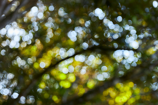 Green forest with blue sky bokeh background. Defocused and blur lens effect.