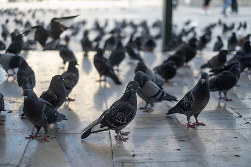 Group of pigeons in Omonia, Athens, Greece.