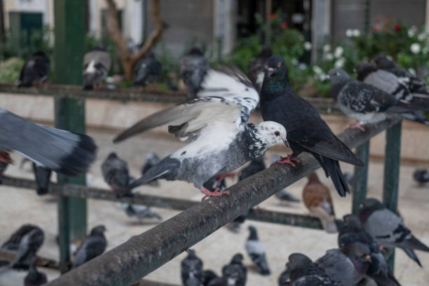istock Group of Pigeons in Athens. 1437982059