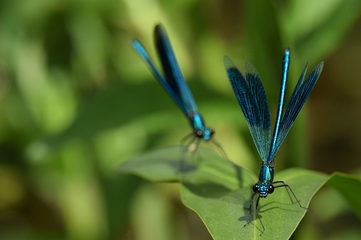 A selective focus shot of two male banded demoiselle (Calopteryx Splendens) sitting on a plant