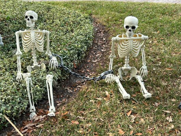 Human Skeletons Chained Together stock photo