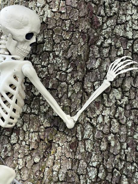 Skeleton Clinging to a Tree stock photo