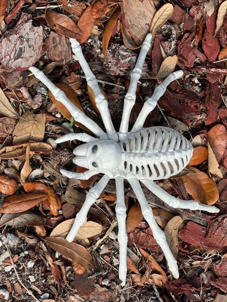 Spider Skeleton stock photo