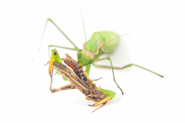 istock praying mantis eats a grasshopper close-up on a white background. Hunting in the world of insects. Prey for eating insects 1437983655