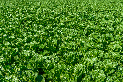 Wide view of romaine lettuce field, that is irrigated by the drip irrigation hose system, ready for harvest. \n\nTaken in Castroville, California, USA.