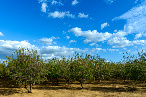 Orchard of almond trees under a cloudy sky.\n\nTaken in the San Joaquin Valley, California, USA.