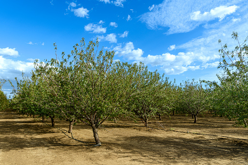 A domestic apple tree with blossoms. Sebastopol, Sonoma County, California.  Malus domestica.