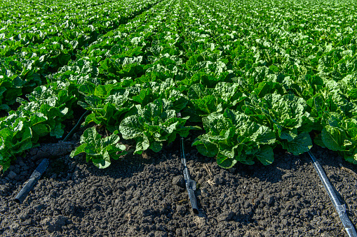 Close-up of romaine lettuce field, that is irrigated by the visible drip irrigation hose system, ready for harvest. \n\nTaken in Castroville, California, USA.
