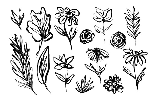 Set of hand drawn black ink flowers, leaves and grass. Sketch inky textured floral blossoms and botanical elements for pattern design, greeting card decoration, logo