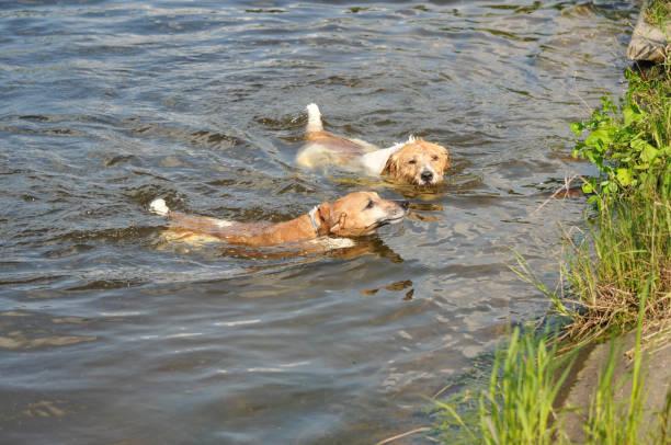 istock two dogs swim in the river on a sunny day 1437984158