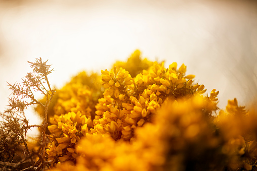 Beautiful bloomed gorse bush in the light of the sun