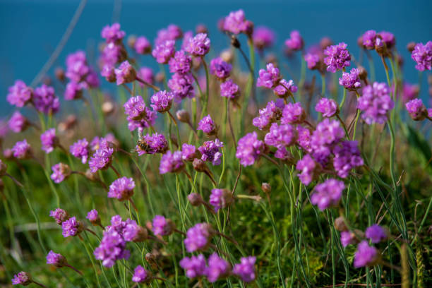istock Beautiful purple flowers in the sunlight 1437984623
