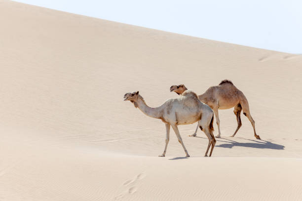 istock Two middle eastern camels walking in the desert in the UAE 1437984821