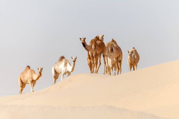 istock Group of middle eastern camels in the desert in UAE 1437984829