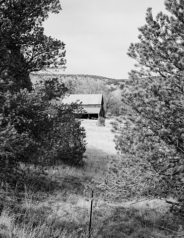 A grayscale shot of old country barn seen through the trees in the field