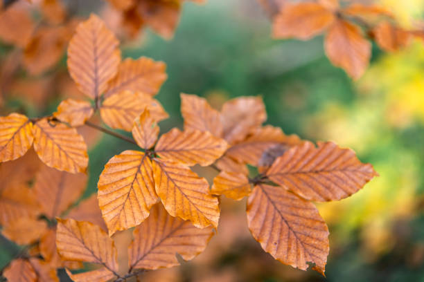 istock Yellow autumn leaves on a tree in the forest, macro shot. 1437985895