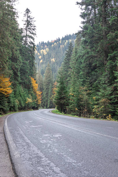 istock Winding road in a mountainous area in a coniferous forest. 1437986025