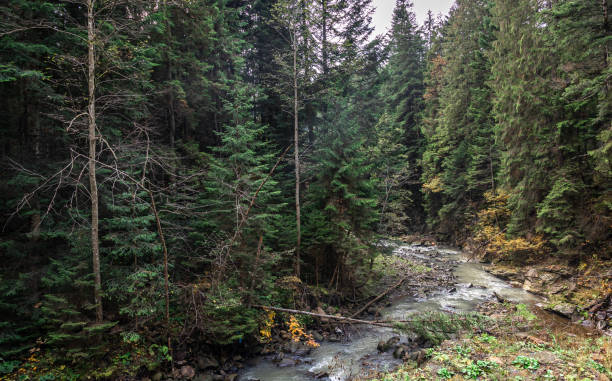 istock A small river in a coniferous forest in a mountainous area. 1437986030