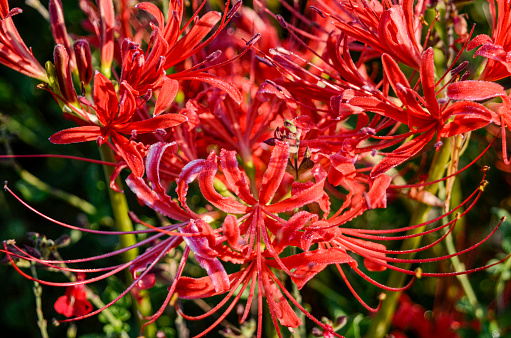Spider Lily ( Lycoris radiata):Late Summer Blossoms in the Backyard Garden. Spider lily, also called Hurricane lily and Surprise lily, is a perennial bulb that blooms in September. Spider lily is called Autumn Equinox Flower in Japan, because it normally blooms around the Autumn Equinox.