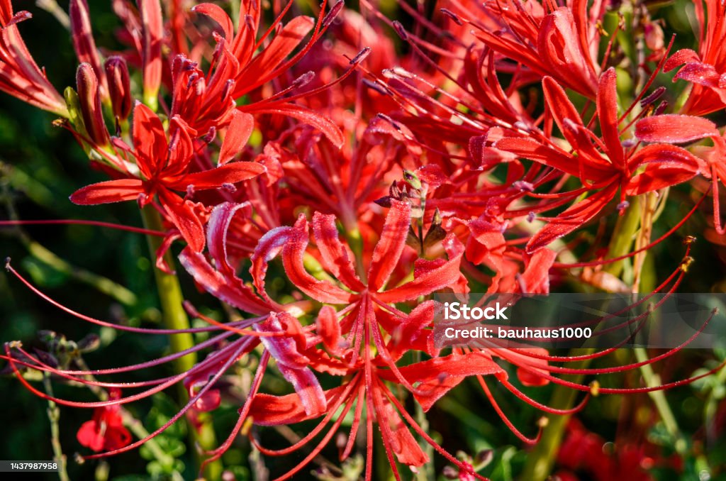 Spider Lily ( Lycoris radiata): Late Summer Blossoms in the Backyard Garden Spider Lily ( Lycoris radiata):Late Summer Blossoms in the Backyard Garden. Spider lily, also called Hurricane lily and Surprise lily, is a perennial bulb that blooms in September. Spider lily is called Autumn Equinox Flower in Japan, because it normally blooms around the Autumn Equinox. Autumn Stock Photo