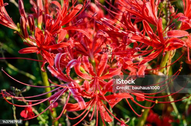 Spider Lily Late Summer Blossoms In The Backyard Garden Stock Photo - Download Image Now