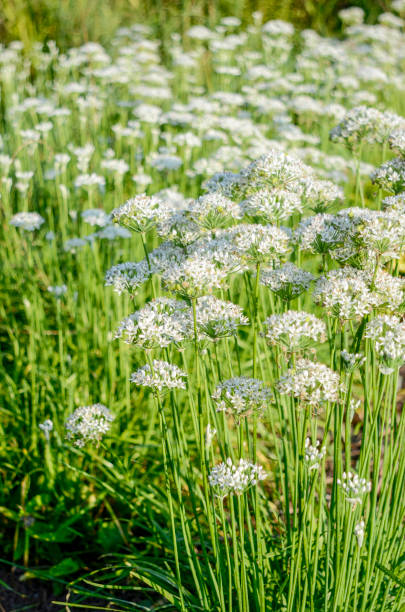 istock Chinese Chives (Allium tuberosom): Late Summer Blossoms in the Backyard Garden 1437988264