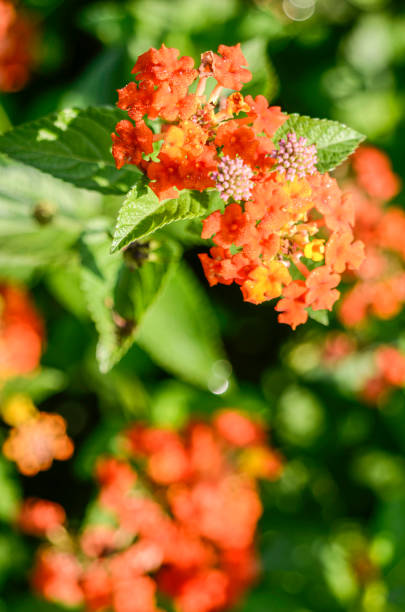 istock Late Summer Blossoms in the Backyard Garden 1437988476